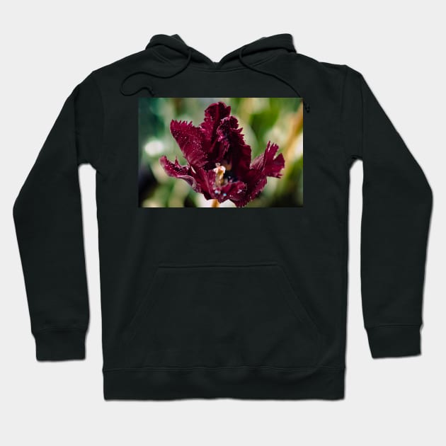 Black parrot tulip in the sun Hoodie by blossomcophoto